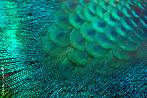 Fototapeta Naklejka Na Ścianę i Meble -  Peacock feathers in closeup ,beautiful Indian peafowl for background