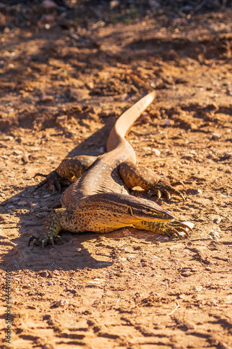 A large greenish-gray Australian lizard with uniform ringed small yellow spots all over its body commonly known as a Sand Goanna or Sand Monitor (Varanus gouldii)