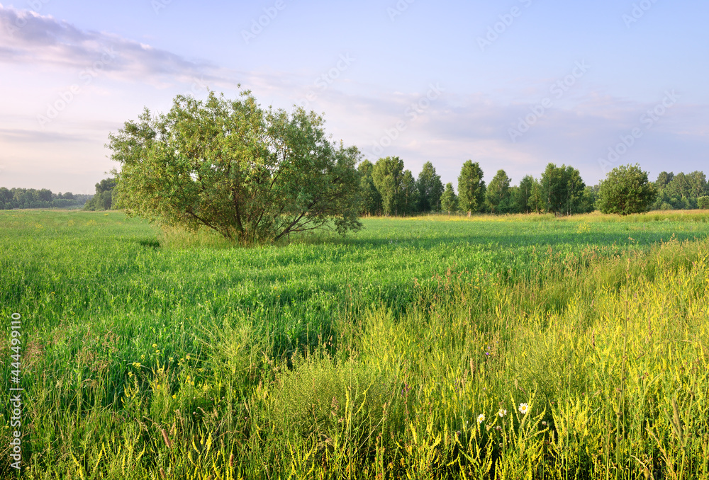 Fototapeta premium A tree in a meadow