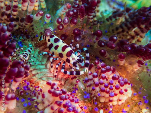 A pair of Coleman’s Urchin Shrimp (Periclimenes colemani) on fire urchin (Asthenosoma varium) at Little Lembeh II dive site in Sogod Bay, Southern Leyte, Philippines. Underwater photography.