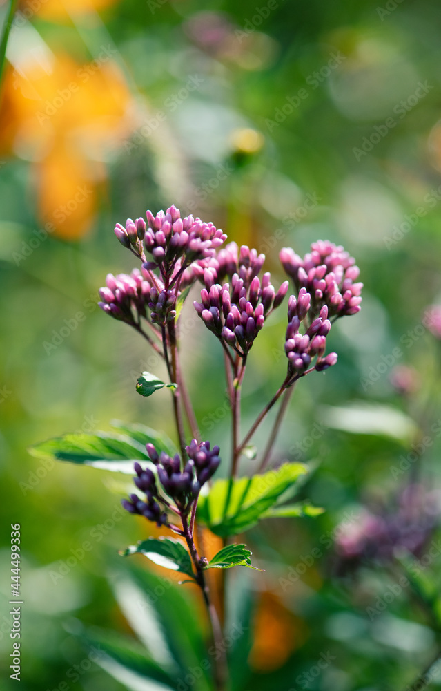 Fototapeta premium 陽が当たる草花を背景にした開花直前のつぼみをつけたサワフジバカマの花序1