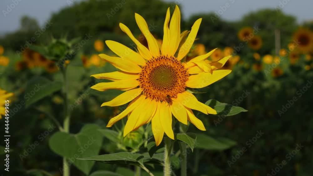Close view of honeybee flying around sunflower Close view of honeybee flying around sunflower