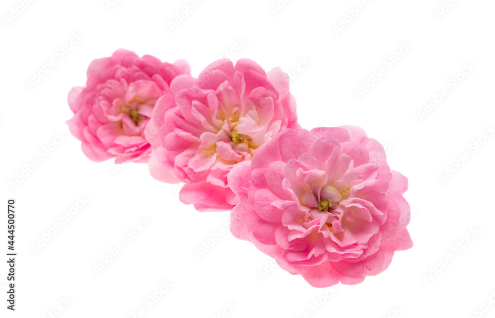 small pink rose isolated