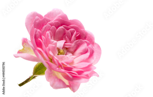small pink rose isolated