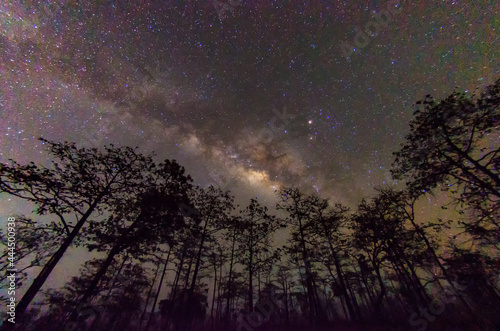 Milky Way Galaxy,The Milky Way and some trees.