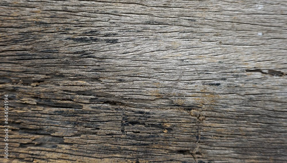 Fototapeta premium The texture of the old wood with a beautiful pattern.