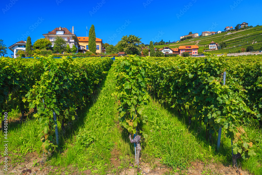 Beautiful terraced vineyards near Rivaz village, Switzerland