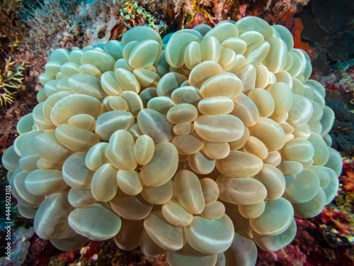 Bubble coral (Plerogyra sinuosa) at Zach's Cove dive site, Limasawa Island in Sogod Bay, Southern Leyte, Philippines.  Underwater photography and travel.