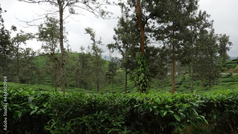 Shot of tea fields in India, Tea plantation Shot of tea fields in India, Tea plantation