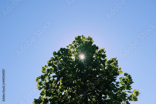 Tree and warm sunlight