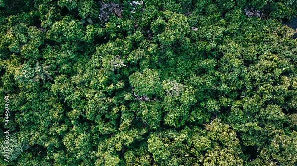 aerial view green tropical forest