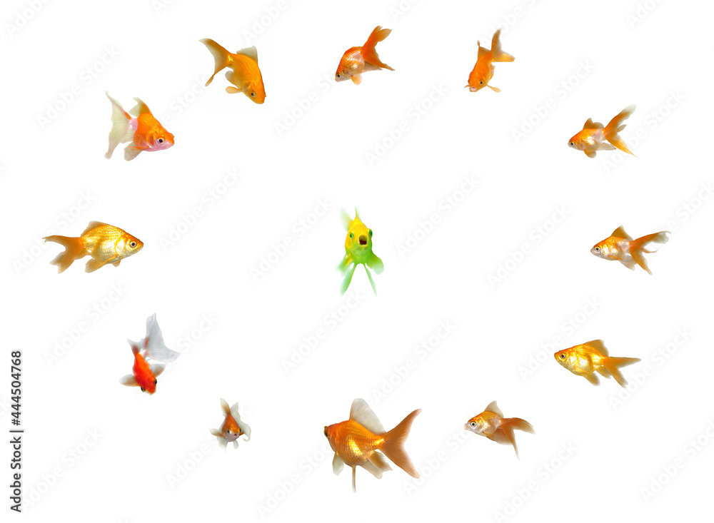 Goldfishes Set - Leadership