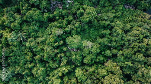 aerial view green tropical forest © Pufferfish