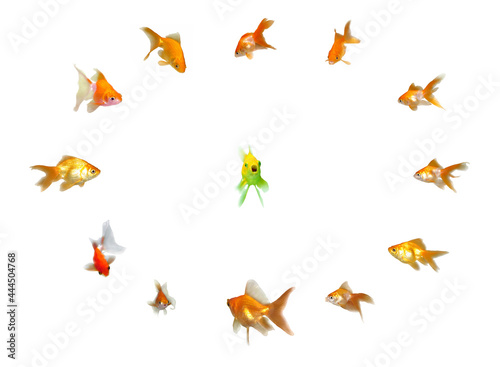 Goldfishes Set - Leadership © Infomages