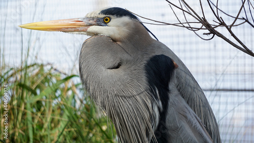 Foto great blue heron