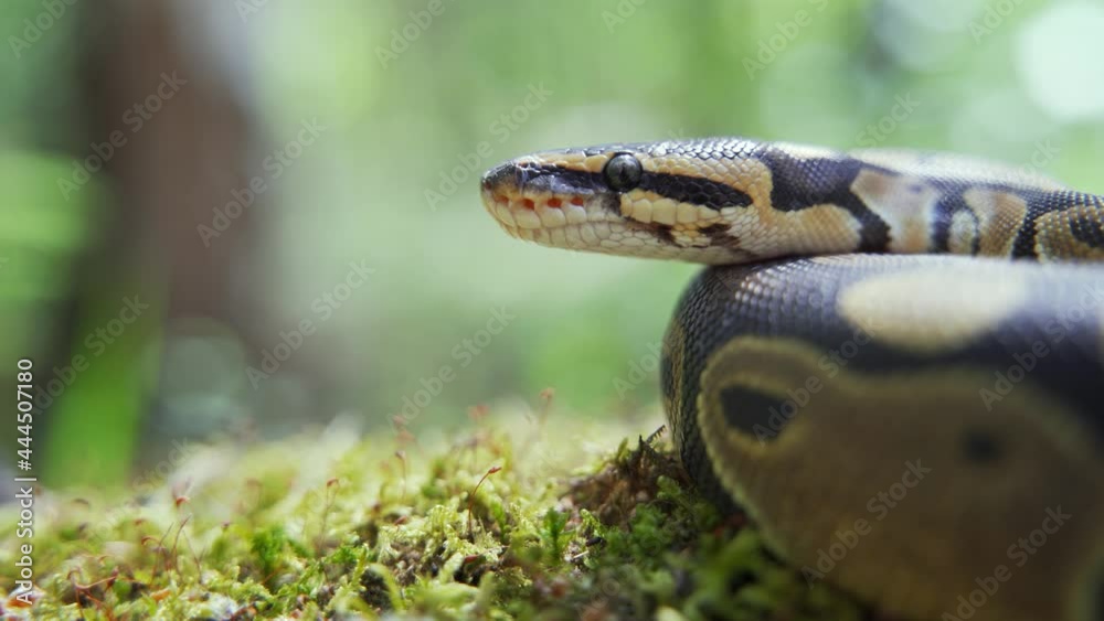 Snake in the forest close-up. The calm boa constrictor rests on the cool ground among the green grass. Blurred background, 4K UHD. Snake in the forest close-up. The calm boa constrictor rests on the cool ground among the green grass. Blurred background, 4K UHD.