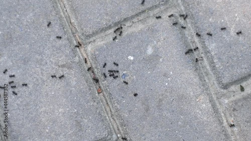 Small black ants cross the road paved with large tiles. Insects in the cracks between stones photo