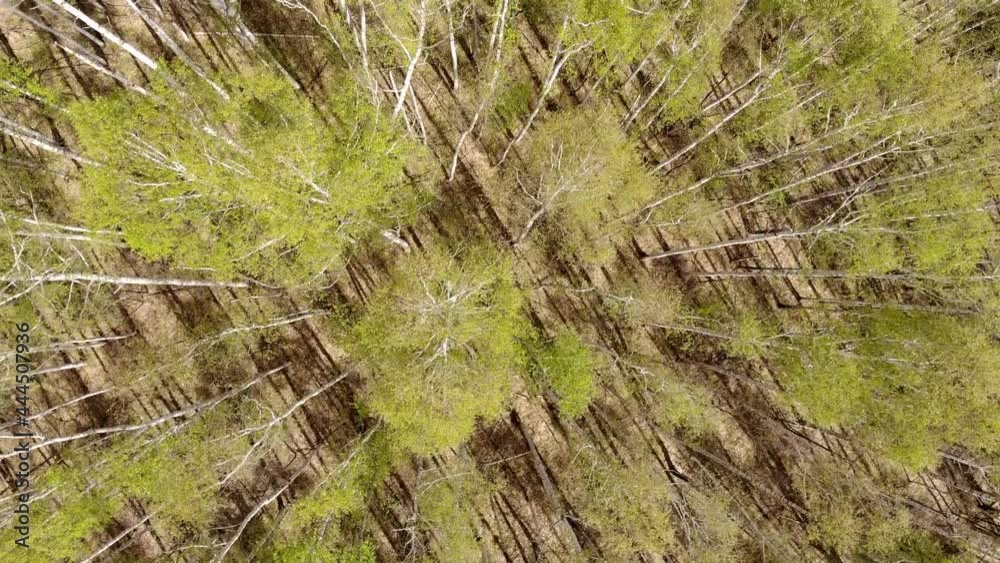 Forest from a bird's eye view. Slender tall trees. Forest expanses. Breathtaking view. Forest from a bird's eye view. Slender tall trees. Forest expanses. Breathtaking view.