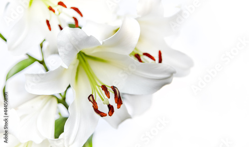 Beautiful flowers white lily close-up on a white background