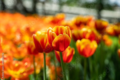 Red-yellow tulips close-up in spring.