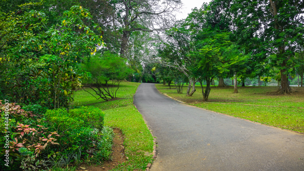 Pathway through the botany gardens in Peradeniya. beautiful garden scape design.