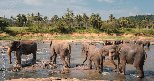 A large herd of Asian elephants enjoying themselves in a water stream.