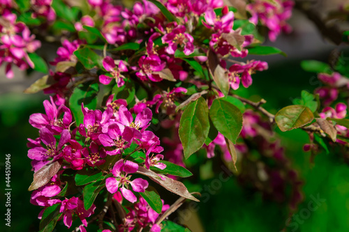Wallpaper Mural Pink leaves of the bush in the park Torontodigital.ca