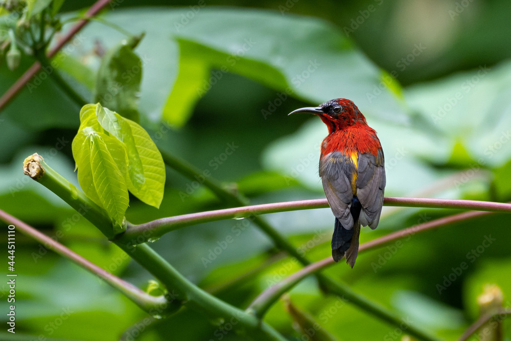 Crimson Sunbird (Aethopyga siparaja) photographed in Dairy Farm Nature Reserve, Singapore Crimson Sunbird (Aethopyga siparaja) photographed in Dairy Farm Nature Reserve, Singapore