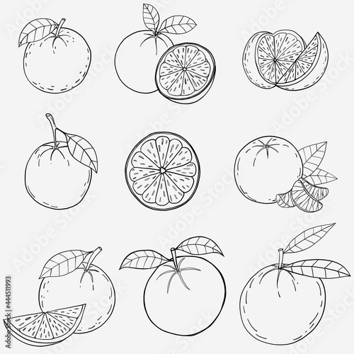 Doodle freehand sketch drawing of orange fruit.