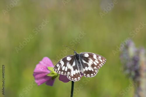 Schachbrettflater (Melanargia galathea) mit geöffnete Flügeln auf einer Malvenblüte (Genus Malva). photo