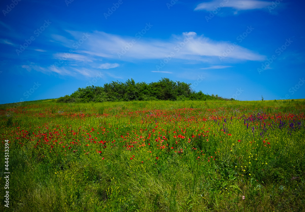 Beautiful landscape with a poppy field under a blue sky