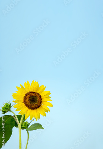 The Sunflower under the blue sky.                               