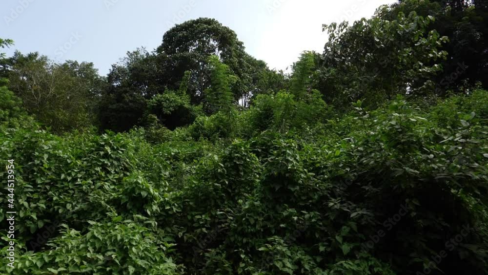 Shot of wild bushes and trees in forest Shot of wild bushes and trees in forest