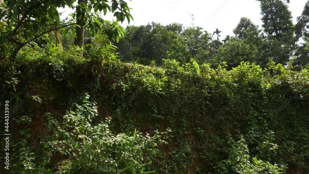 Moving shot of wild bushes and trees in forest Moving shot of wild bushes and trees in forest