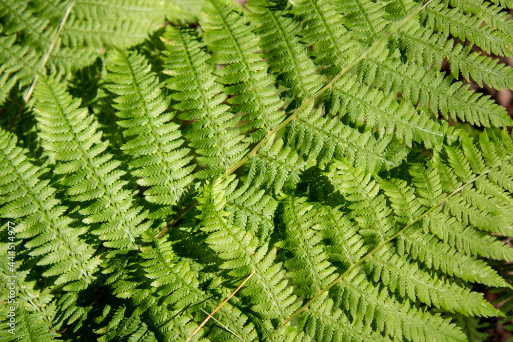 Natural ferns in wild forest in Quebec, Canada