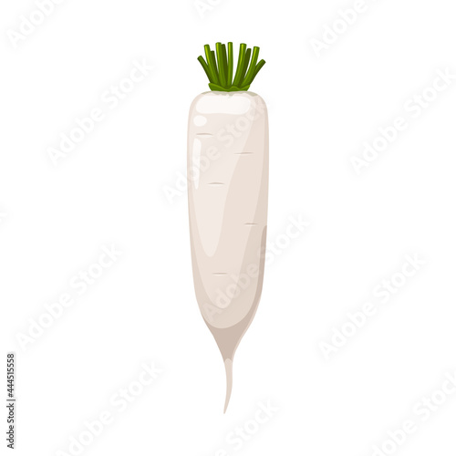 Daikon radish or white carrot vector natural vegetable, healthy food isolated on white background. Cartoon element for design, organic veggies, ripe plant with cut leaves, eco farm production