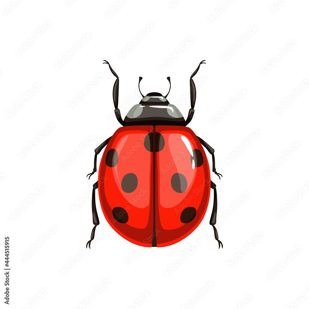 Ladybug beetle, insect parasite bug pest control and agriculture disinsection service, isolated vector. Ladybird beetle or Coccinellidae vermin parasite, insect pesticide pest control symbol Ladybug beetle, insect parasite bug pest control and agriculture disinsection service, isolated vector. Ladybird beetle or Coccinellidae vermin parasite, insect pesticide pest control symbol