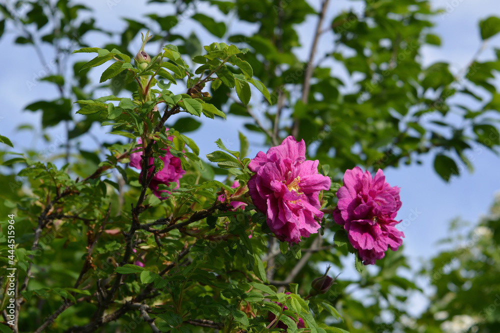 Blooming dog rose bush in spring. Fragrant pink flowers. Blooming dog rose bush in spring. Fragrant pink flowers.