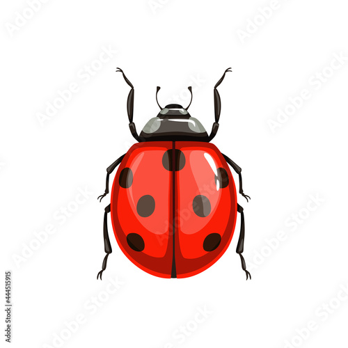 Ladybug beetle, insect parasite bug pest control and agriculture disinsection service, isolated vector. Ladybird beetle or Coccinellidae vermin parasite, insect pesticide pest control symbol © Vector Tradition