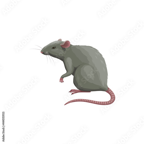Rat icon, pest control extermination, deratization and disinsection service, isolated vector. Rat rodent and vermin animal, domestic and agriculture pest control and disinfection service symbol