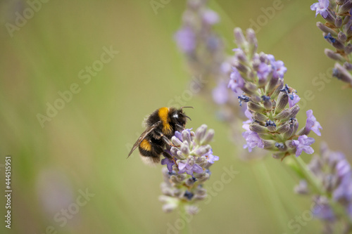 a bumblebee gathers nectar from a lavender flower © Dennis van de Hoef