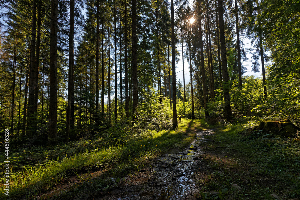 Sun through the trees in a mountain forest