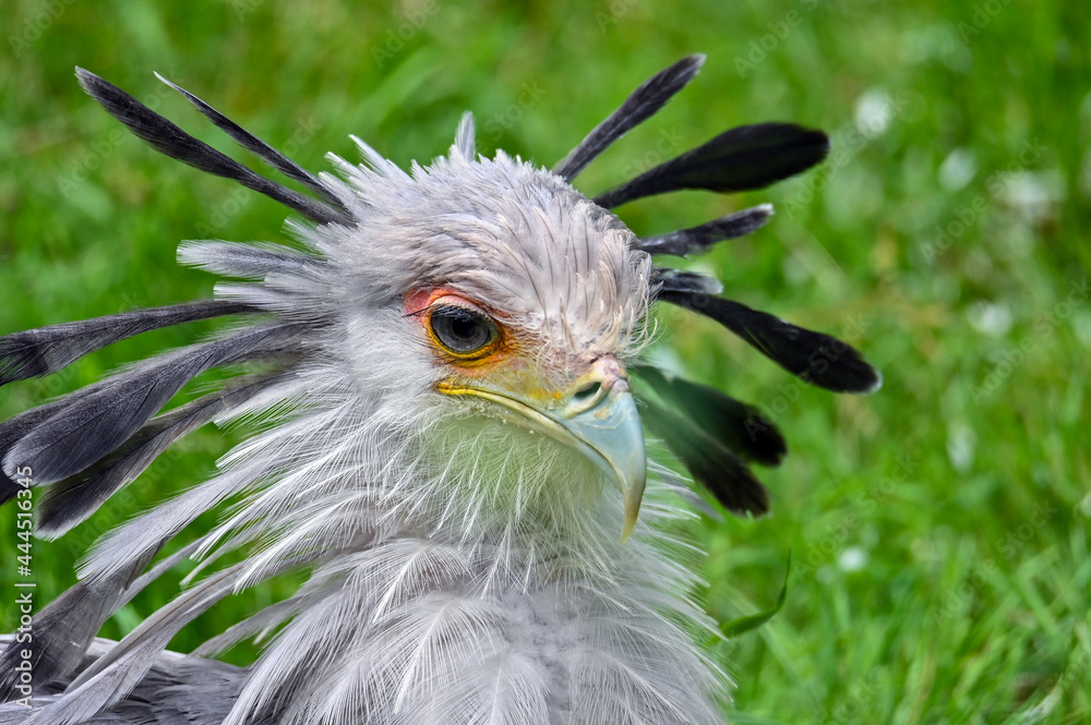 Fototapeta premium Portrait of a secretary bird - Sagittarius serpentarius 