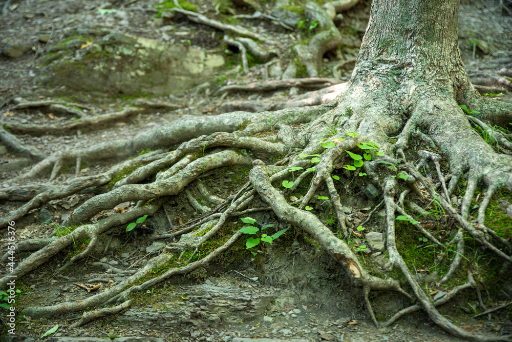 Gnarled tree roots spread out along forest floor with new green growth and moss Gnarled tree roots spread out along forest floor with new green growth and moss
