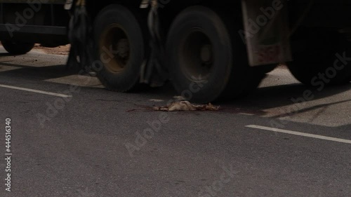 Close shot of truck tyre passing over dead body of animal
