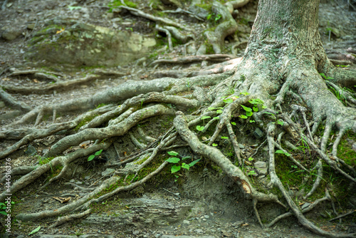 Gnarled tree roots spread out along forest floor with new green growth and moss