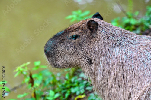 Capybara - Hydrochoerus hydrochaeris, the largest living rodent in the world  photo