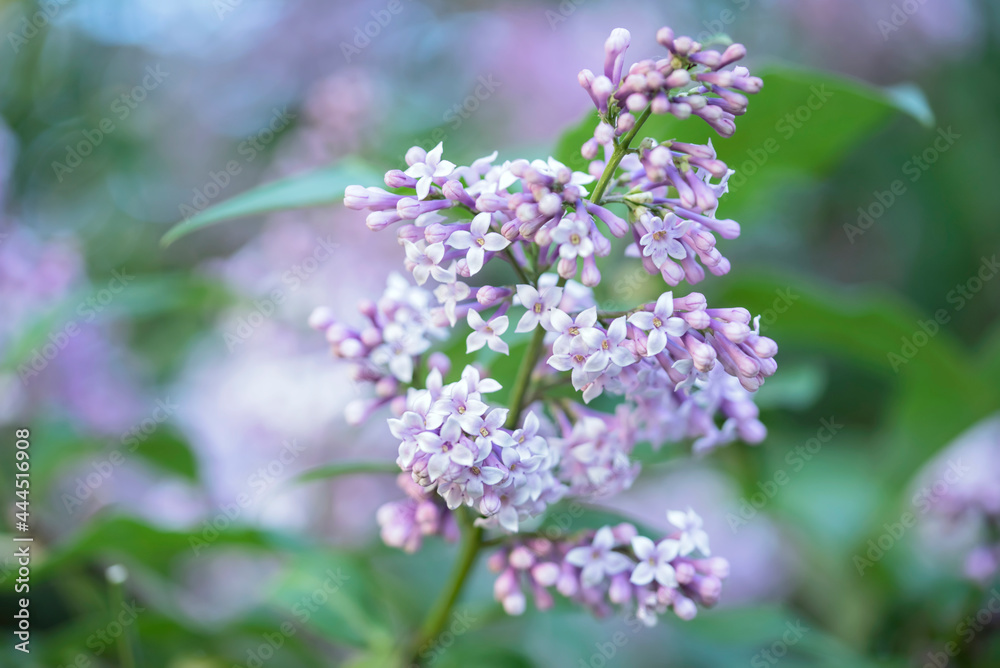 Branch of flowers of a lilac with green leaves