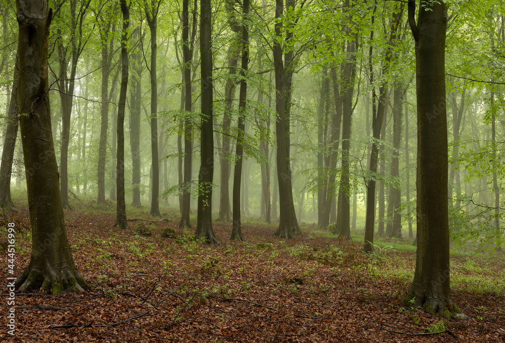 Misty woodland in Kingley Vale, South Downs, West Sussex, south east England