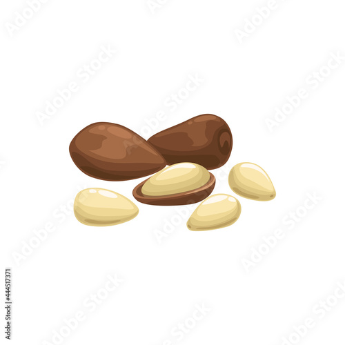Argan nut or Argania spinosa isolated peeled and husky organic healthy food ingredient. Vector Japanese nut, argan oil ingredient, kernel superfood, snack full of protein in nutshell, healthy eating